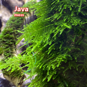 Java moss